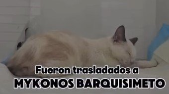 Gat@ blanco y naranja o crema - Gatos