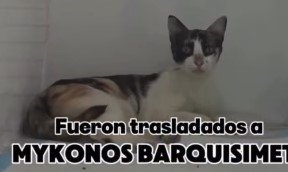 Gat@ blanco, negro y naranja - Gatos