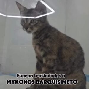 Gat@ - Gatos