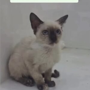 Gat@ siames o similar - Gatos