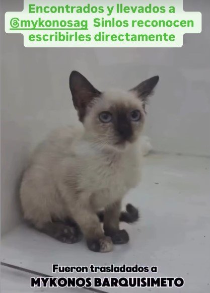 Gat@ siames o similar - Gatos