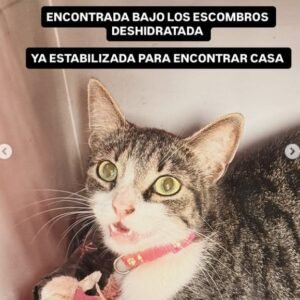 Gata negra y gris - Gatos