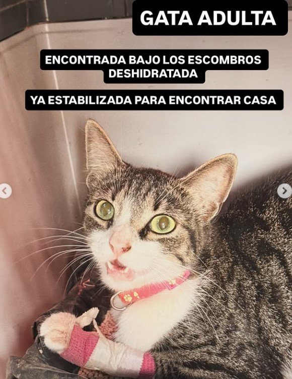 Gata negra y gris - Gatos