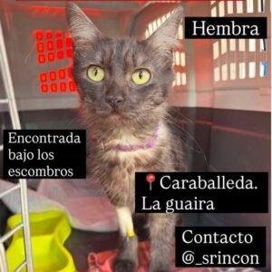 Gata gris oscura y blanca - Gatos