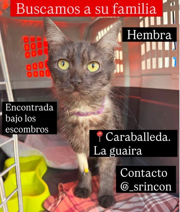 Gata gris oscura y blanca - Gatos