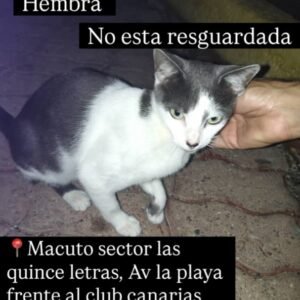 Gata blanca y negra - Gatos