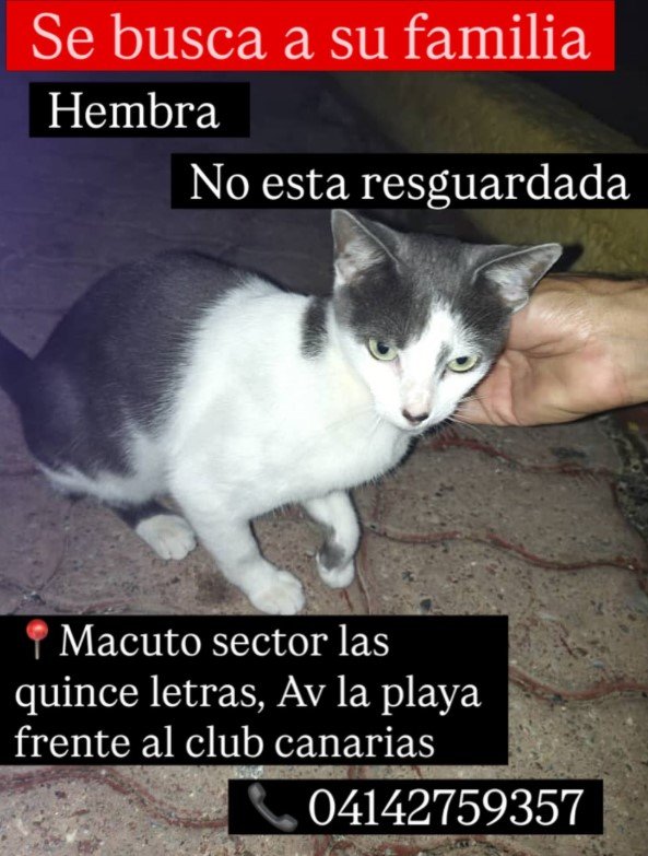 Gata blanca y negra - Gatos