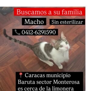 Gato blanco y gris - Gatos