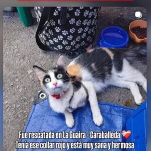 Gata tricolor - Gatos