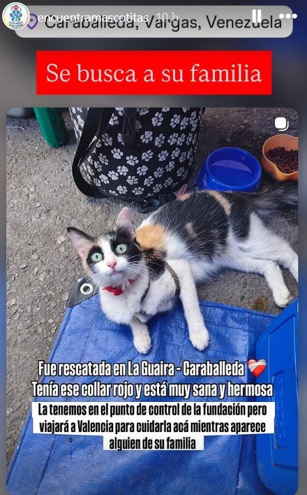 Gata tricolor - Gatos