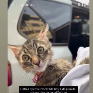 Gatita atigrada - Gatos