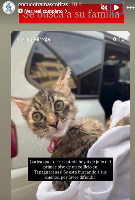 Gatita atigrada - Gatos