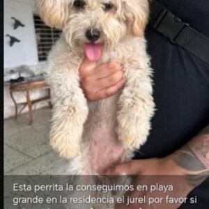Perrita - Perros