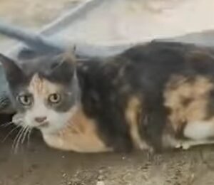 Gat@ tricolor - Gatos