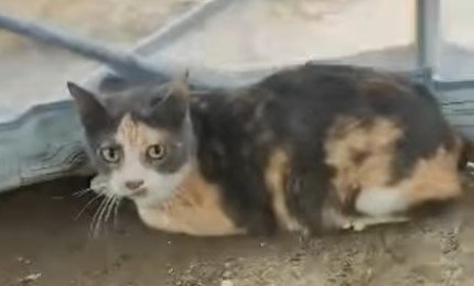 Gat@ tricolor - Gatos