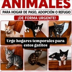 Gat@s - Gatos