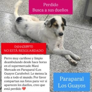 Perr@ blanco marron y negro - Perros
