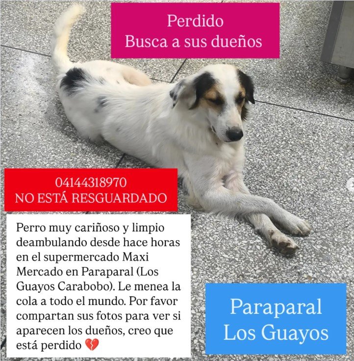 Perr@ blanco marron y negro - Perros
