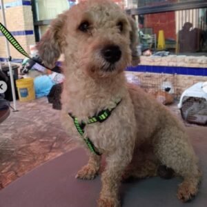 Perro marrón claro - Perros
