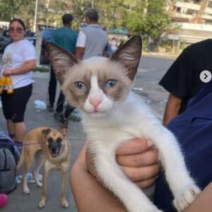 Gat@ siames o similar - Gatos