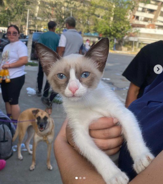 Gat@ siames o similar - Gatos