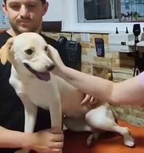 Perr@ canela y blanco - Perros