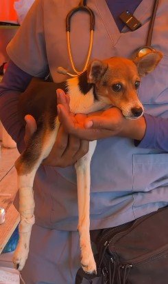 Perro tricolor - Perros