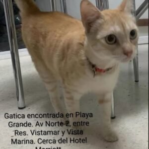 Gatita atigrada - Gatos