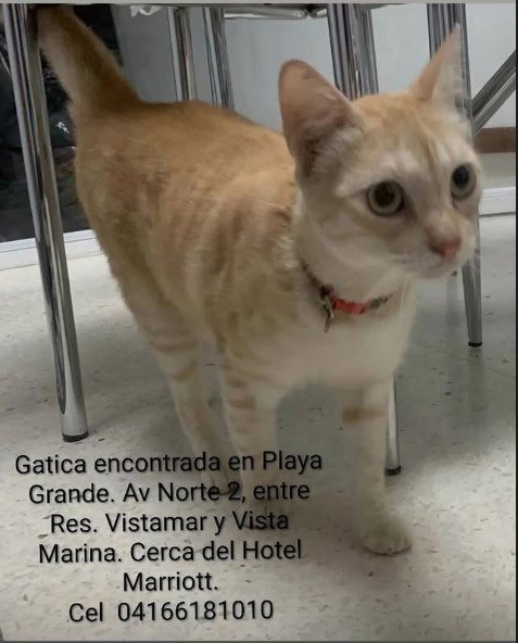 Gatita atigrada - Gatos