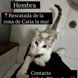 Gata blanca y gris - Gatos