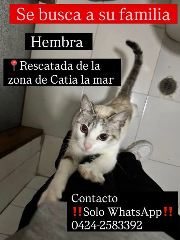 Gata blanca y gris - Gatos