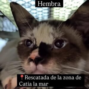 Gata - Gatos