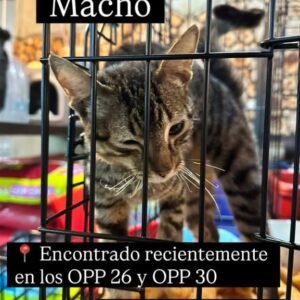 Gato gris y negro - Gatos