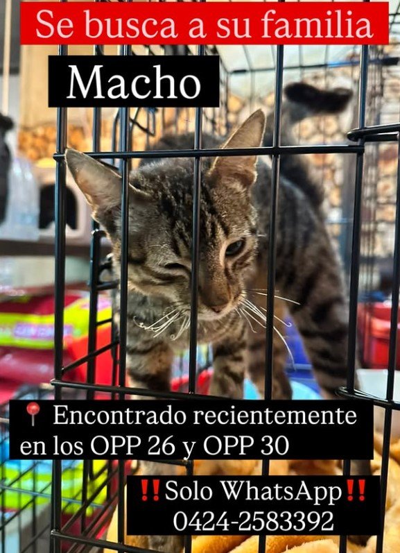 Gato gris y negro - Gatos