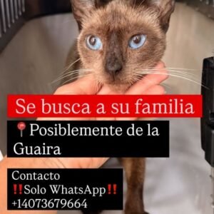 Gat@ - Gatos