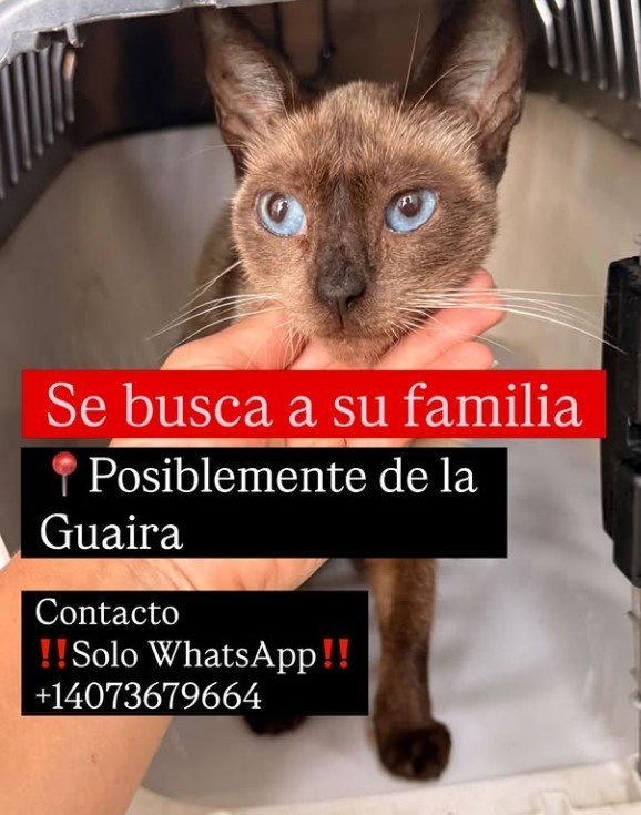 Gat@ - Gatos