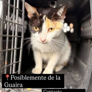 Gat@ tricolor - Gatos