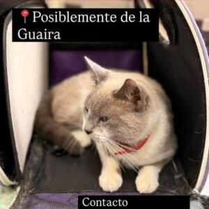 Gat@ blanco y gris - Gatos