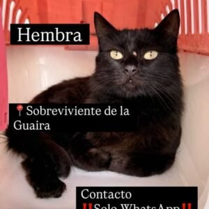 Gata negra - Gatos