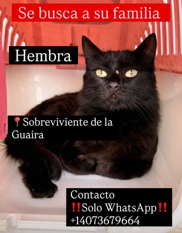 Gata negra - Gatos