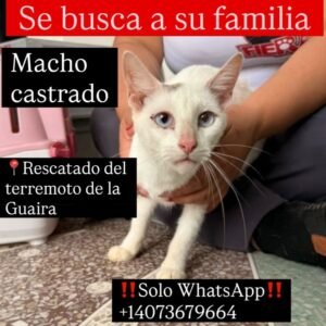 Gato blanco - Gatos