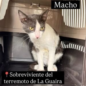 Gato blanco y gris - Gatos