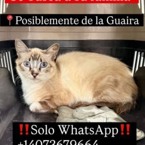 Gat@ - Gatos