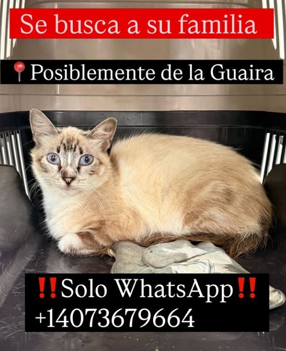 Gat@ - Gatos