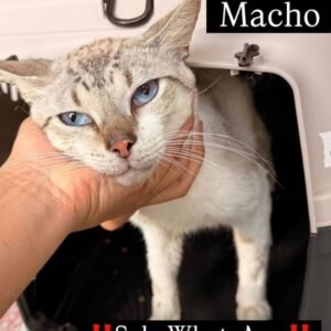 Gato blanco y gris - Gatos