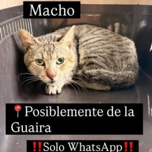 Gato gris atigrado - Gatos