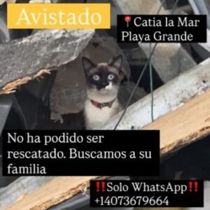 Gat@ - Gatos