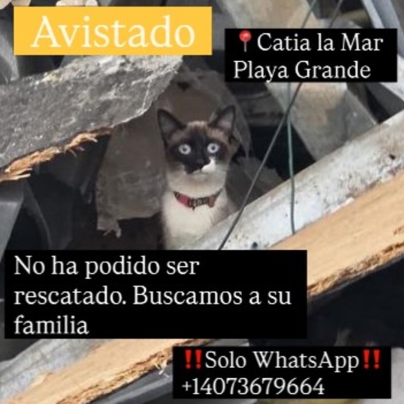 Gat@ - Gatos