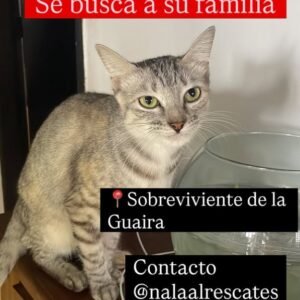 Gat@ gris atigrado - Gatos