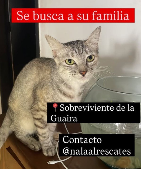 Gat@ gris atigrado - Gatos